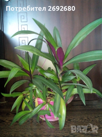 Традесканция рео-70см.,с красиви,обагрени в лилаво от вътрешната страна листа, снимка 1