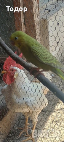 Петлета бял лехорн , снимка 1