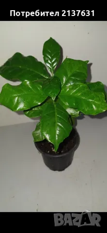 КАФЕ АРАБИКА - Растение , снимка 2 - Стайни растения - 47994835