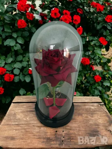 Красива осветена роза в стъкленица с красива подаръчна кутия