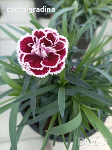 Двуцветен карамфил, снимка 2 - Градински цветя и растения - 52814290