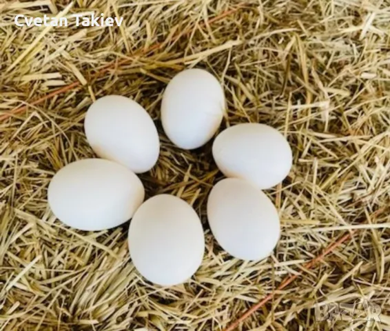 Легхорн различни цветове , снимка 6 - Кокошки и пуйки - 48890532