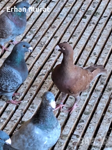 gılıbi, снимка 14 - Гълъби - 51081727