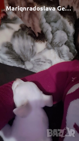 продава се мини пинчер 