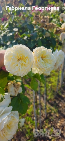 Щамбови рози на гол корен , снимка 3 - Градински цветя и растения - 52324650