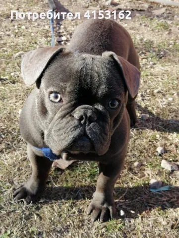 Син Френски Булдог, снимка 1