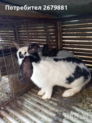 Бременна зайка порода пеперуда , снимка 3 - Други - 52790781