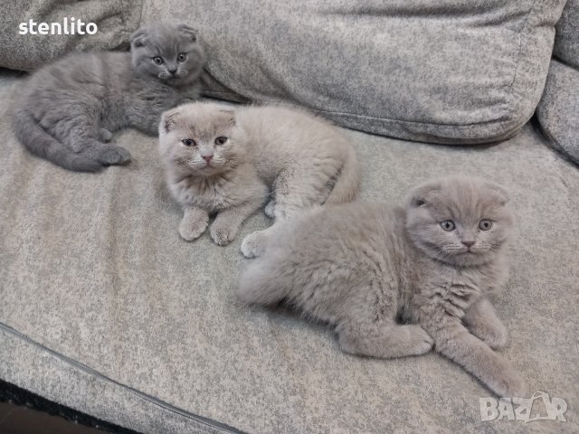 Шотландски клепоухи бебета , снимка 18 - Британска късокосместа - 24994547