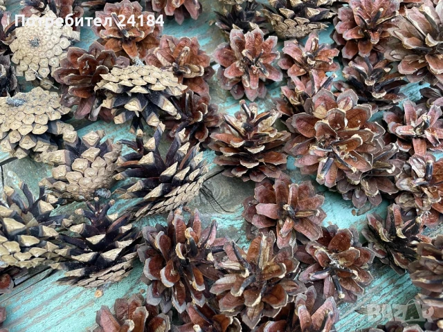 Шишарки за декорация+ зелени шишарки, снимка 3 - Декорация за дома - 50874489