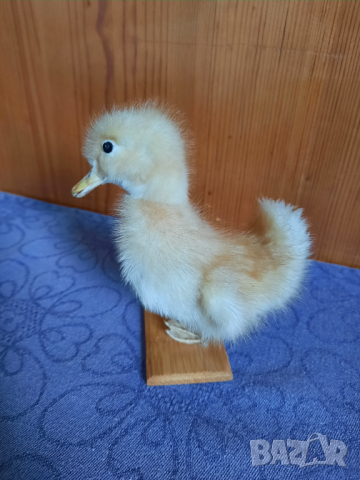 Сувенир патенце, снимка 2 - Декорация за дома - 44877757