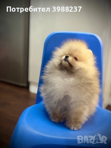 Померан момче, снимка 2 - Померан - 53458059