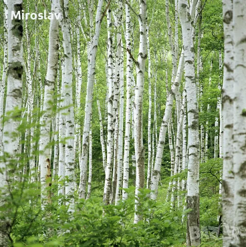 Бяла бреза (Betula pendula), снимка 4 - Градински цветя и растения - 47644562
