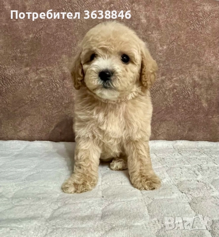 Малтипу, снимка 3 - Други - 51730710