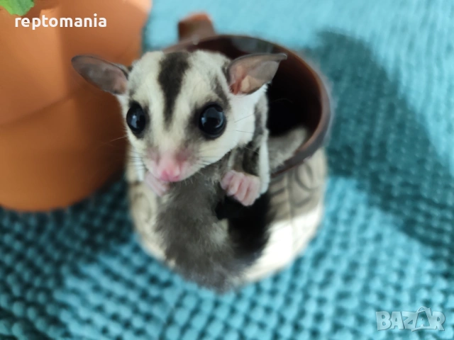 Захарна катеричка летяща торбеста катерица