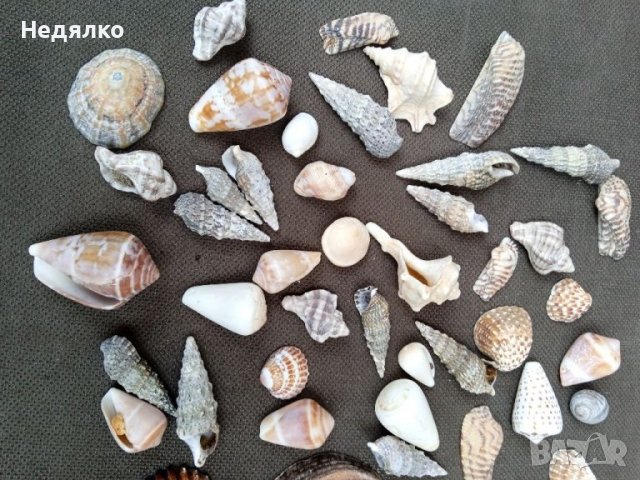 Колекция 45бр рапани и миди, снимка 3 - Колекции - 37179955
