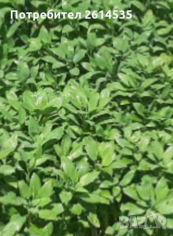 АЛСТРОМЕРИЯ, снимка 2 - Градински цветя и растения - 28687190