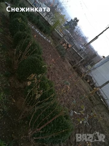 Красиви големи и пухкави чемшири , снимка 6 - Градински цветя и растения - 32403960