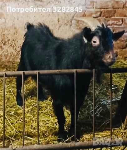 Мини кози //камерунски//, снимка 2 - Кози - 52791482