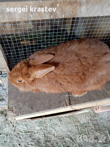 зайци, снимка 8 - Други животни - 27376415
