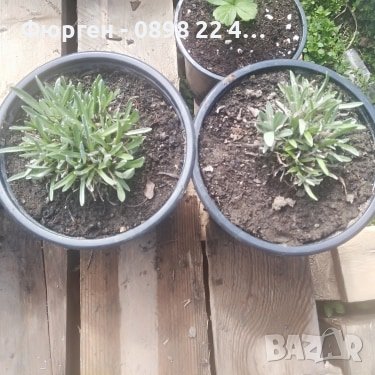 Еделвайс, снимка 5 - Разсади - 38182371