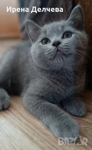 Чистокръвни британчета , снимка 1