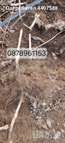 Расзад малини , снимка 11 - Разсади - 49498256