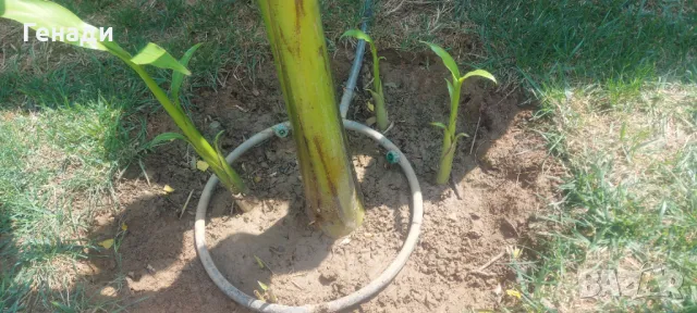 Изграждане на капково напояване - поливни системи в парници градини и дворове за Шумен Търговище , снимка 8 - Напояване - 49839055