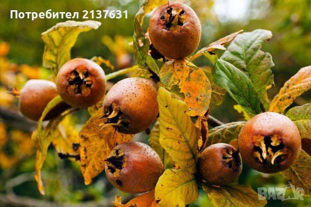  МУШМУЛА , РАЙСКА ЯБЪЛКА, БАДЕМ, НАР, КРУША, ЧЕРЕША, БОРОВИНКА, КИВИ, КАЙСИЯ, ЯГОДИ - от  РАЗСАДНИК , снимка 1