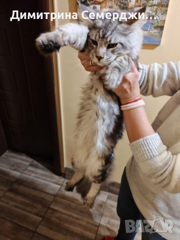 Мъжки мейн куун котенца , снимка 5 - Мейн кун - 52438961