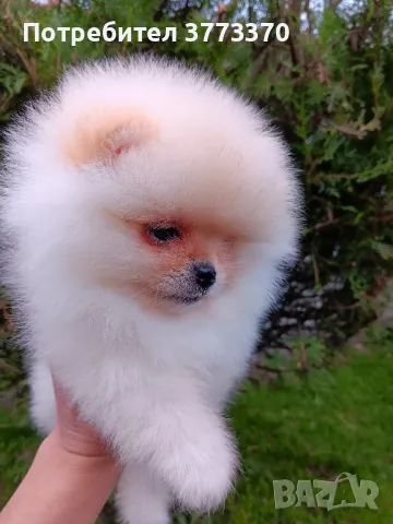 Померан , снимка 1