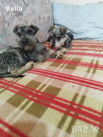 Мини шнауцер , снимка 17 - Други - 53119397