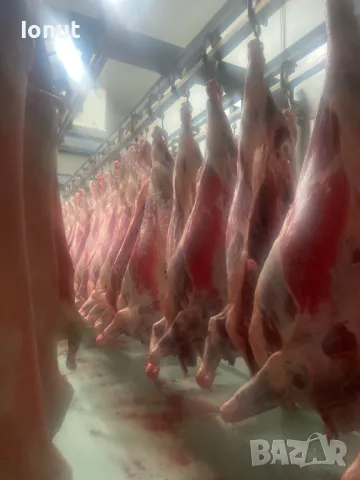 Продавам кланични агнета с тегло 14-20кг. 