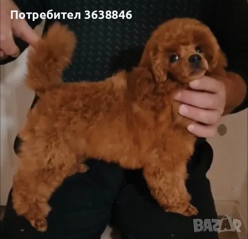 Той пудел, снимка 3 - Пудели - 48370653