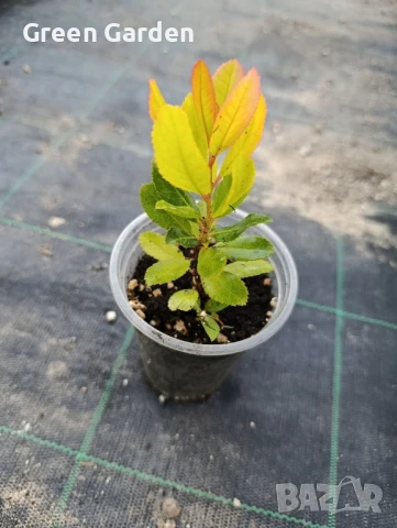 Ягодово дърво - Арбутус