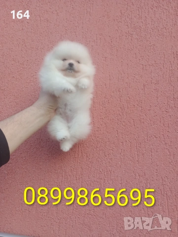 Женски Померан. Реални снимки от 08.02.26 г. , снимка 2 - Померан - 53316299