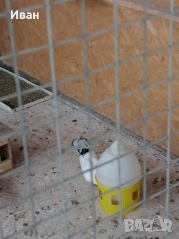 Закъртени Гълъби ., снимка 5 - Гълъби - 25111559