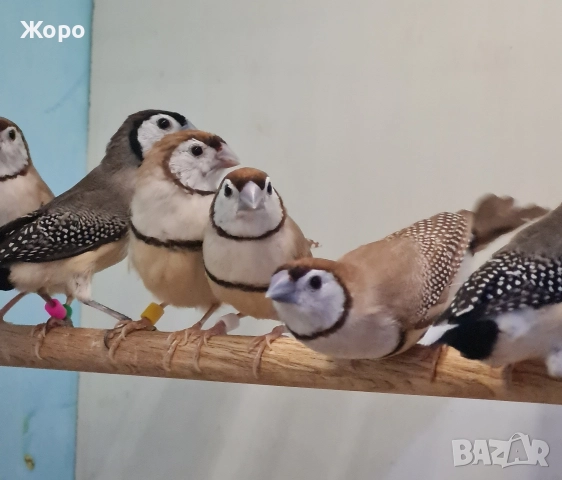 Продавам Белолици амадини, снимка 7 - Амадини - 52827707