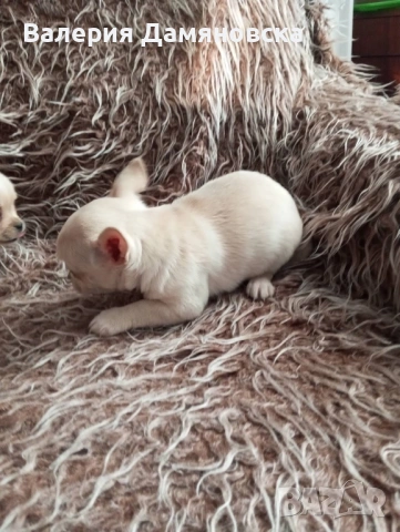 Чихуахуа, снимка 8 - Чихуахуа - 53409879