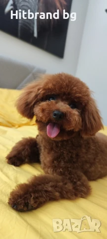 Той Пудел за разплод , снимка 4 - Търси партньор - 50954525