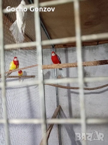 Папагал Розела, снимка 2 - Папагали - 53461729