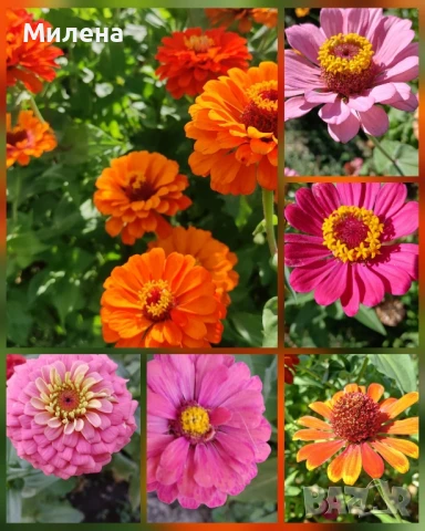 Семена за едногодишни цветя , снимка 16 - Сортови семена и луковици - 51341019