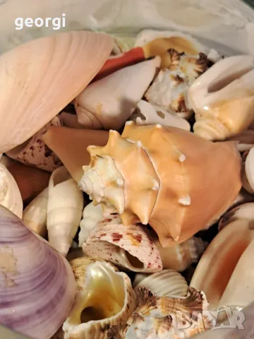 масивна стъклена купа с колекция морски миди, рапани и охлюви   7/4, снимка 4 - Колекции - 49855012