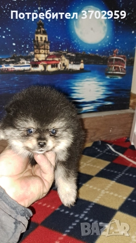 Момче и момиче, снимка 3 - Померан - 52599858