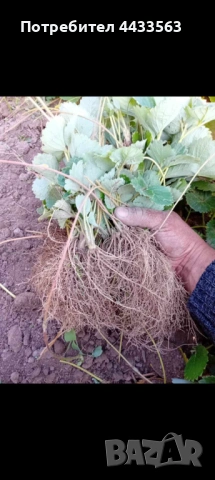 Разсад ягоди , снимка 14 - Разсади - 53132731