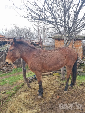 Продава се женски катър, снимка 2 - Коне - 53063044