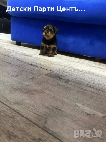 Йоркширски териер, мъжки. Много забавен. Даже вече се изхожда на памперс, е тъй, снимка 6 - Йоркширски териер - 52666968