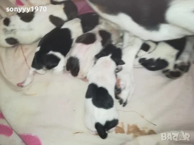 ДЖАК РЪСЕЛ БЕБЕТА-РОДЕНИ ДНЕС 11.08.25г 1108251838, снимка 4 - Джак ръсел териер - 51331559