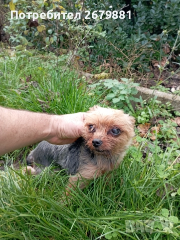 Мини йорки момиче на 3 години , снимка 3 - Йоркширски териер - 52472270