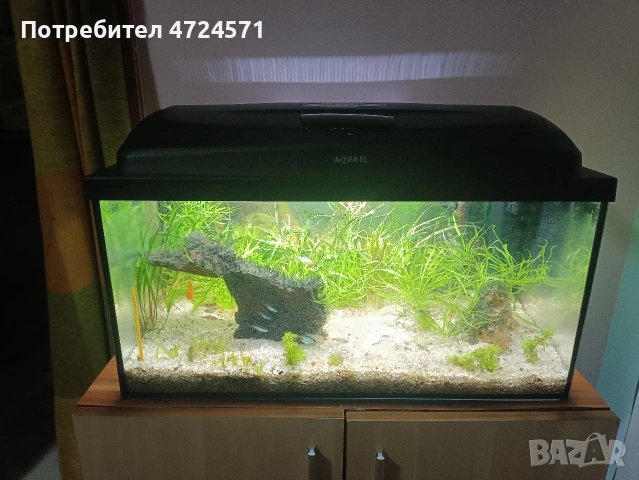 аквариум със рибки , снимка 4 - Аквариуми - 53355551