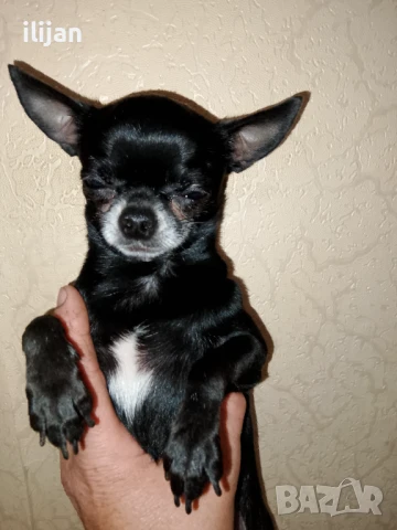 Мъжки мини чихуахуа за разплод, снимка 2 - Чихуахуа - 47348417